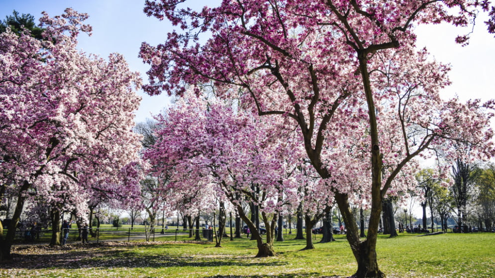 FirstEver Cherry Blossom Park In The Philippines