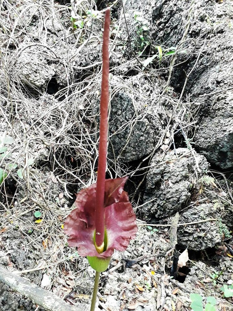 World's Tallest Flower