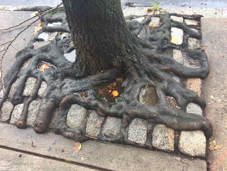 Trees