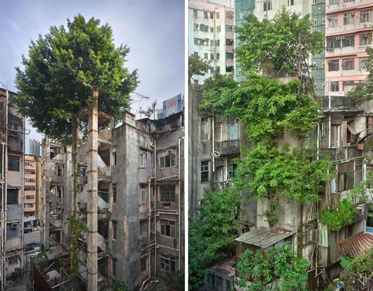 Trees