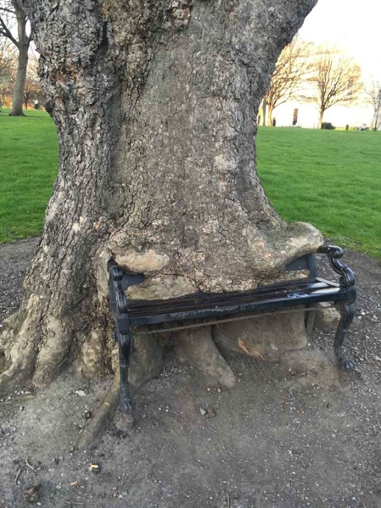Trees