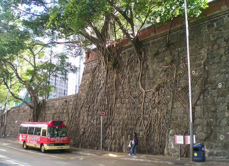 Trees