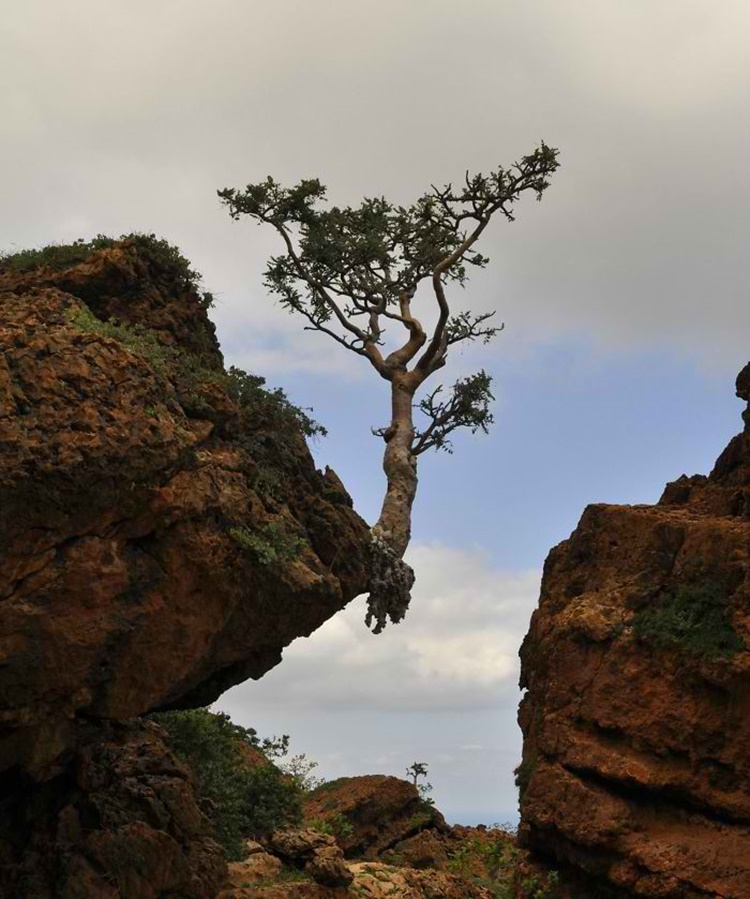 Trees