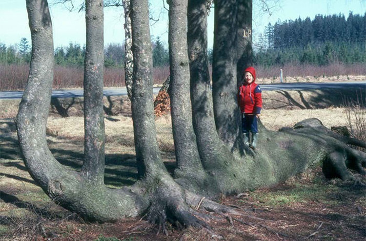 Trees
