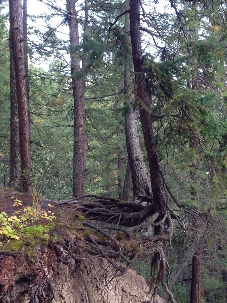 Trees
