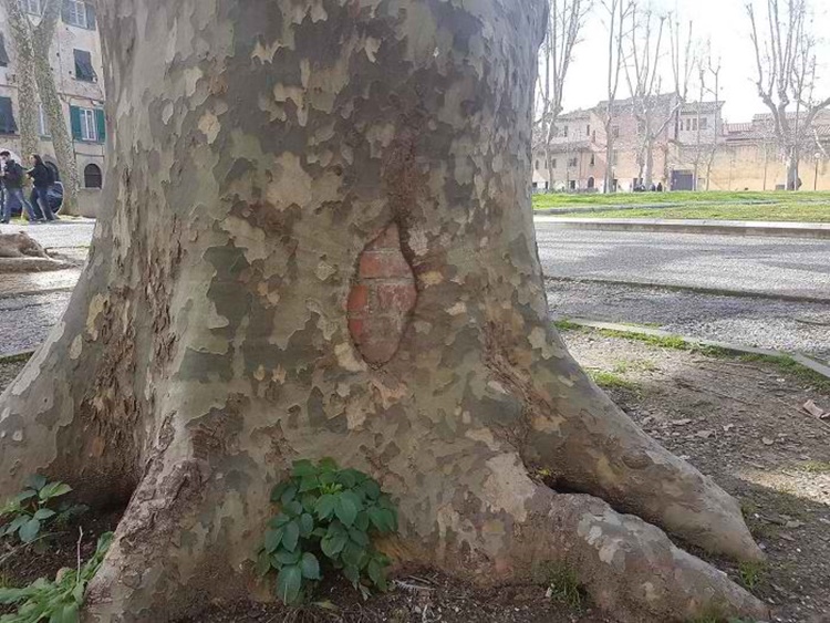 Trees