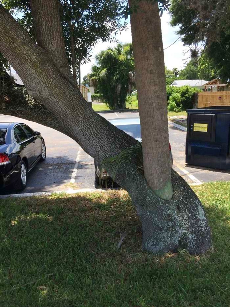 Trees