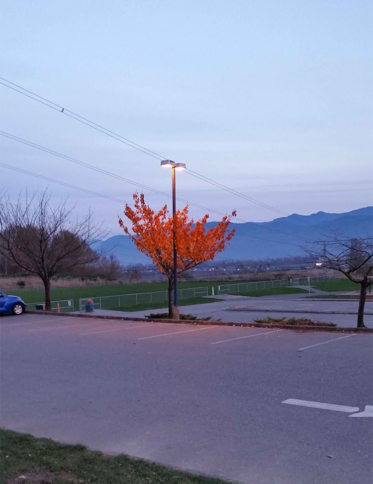 Trees