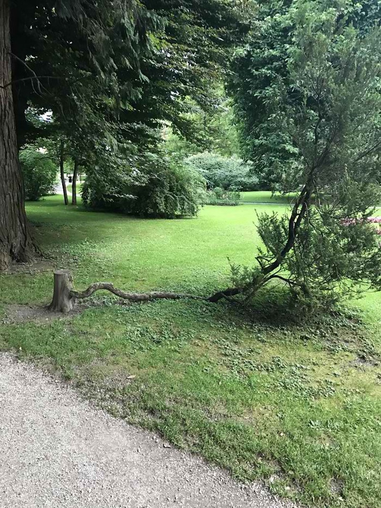 Trees