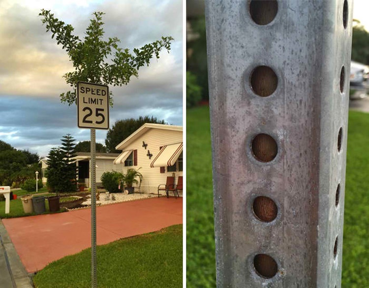 Trees