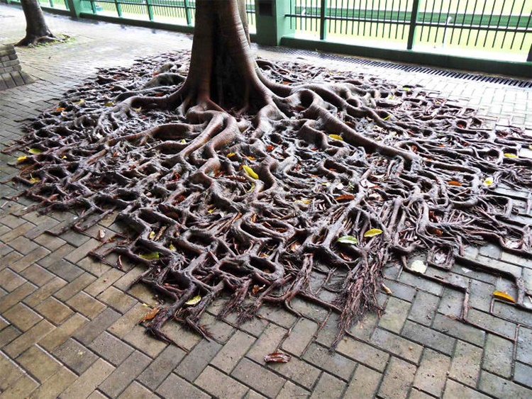 Trees