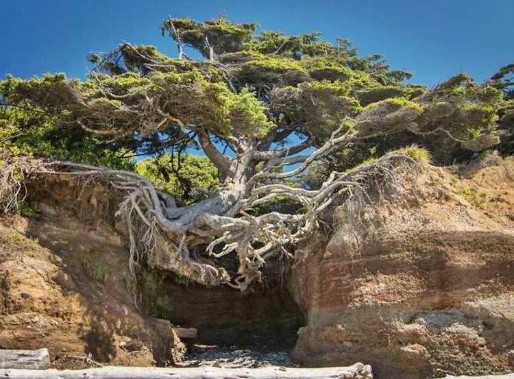 Trees