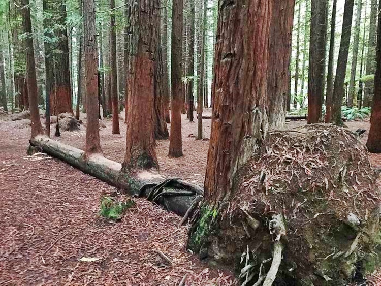 Trees