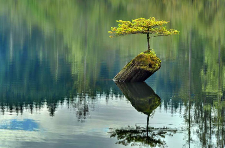 Trees