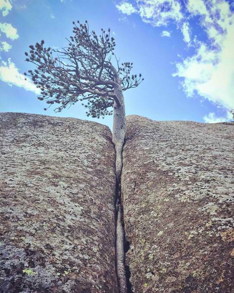 Trees