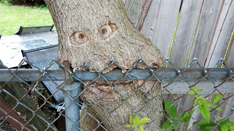 Trees