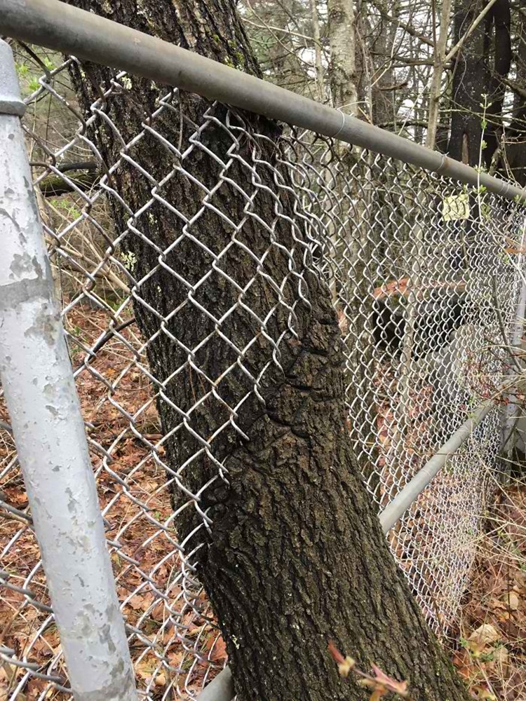 Trees