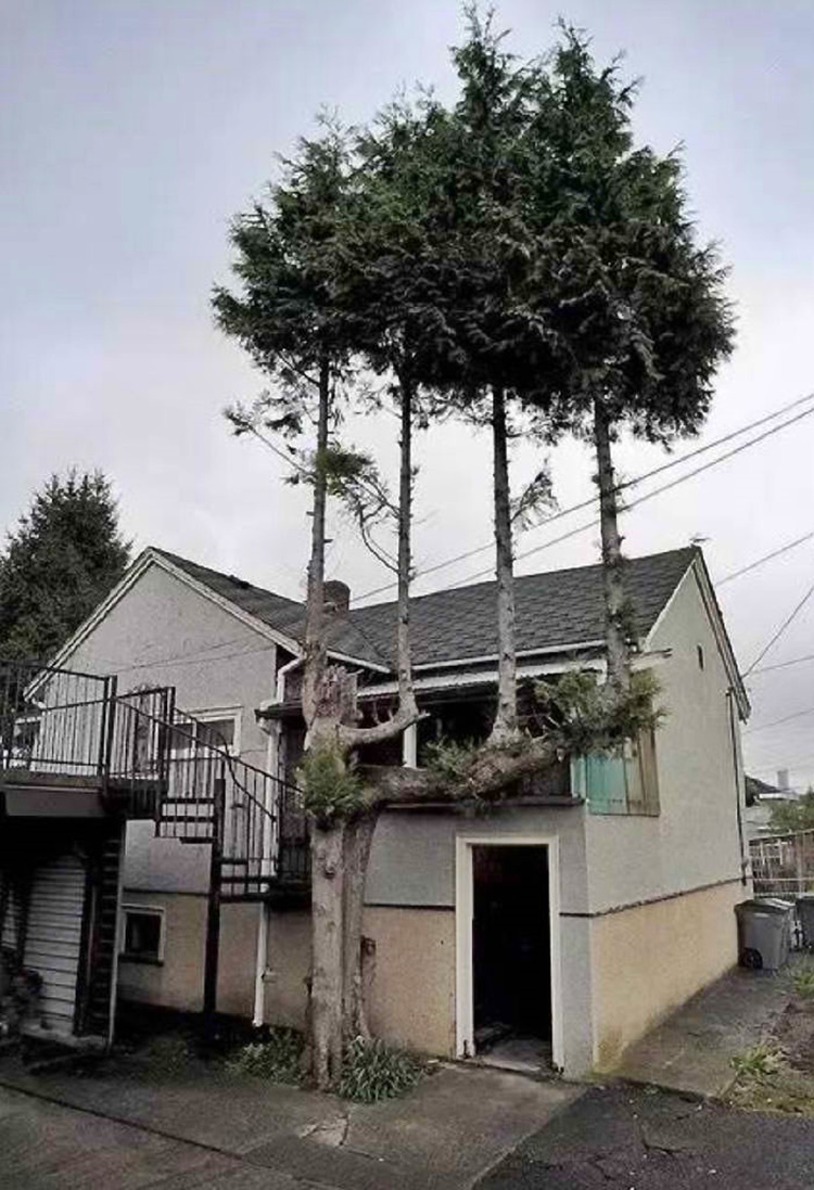 Trees
