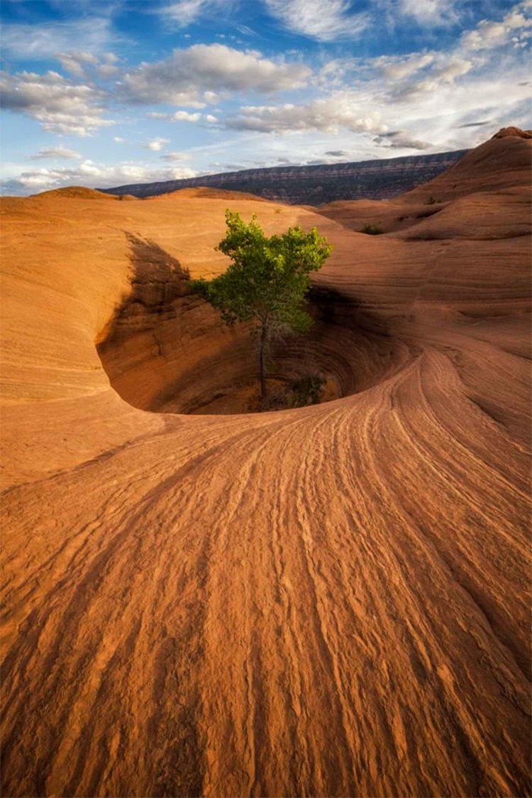 Trees