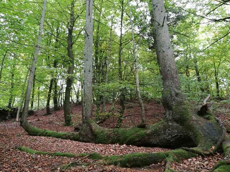 Trees