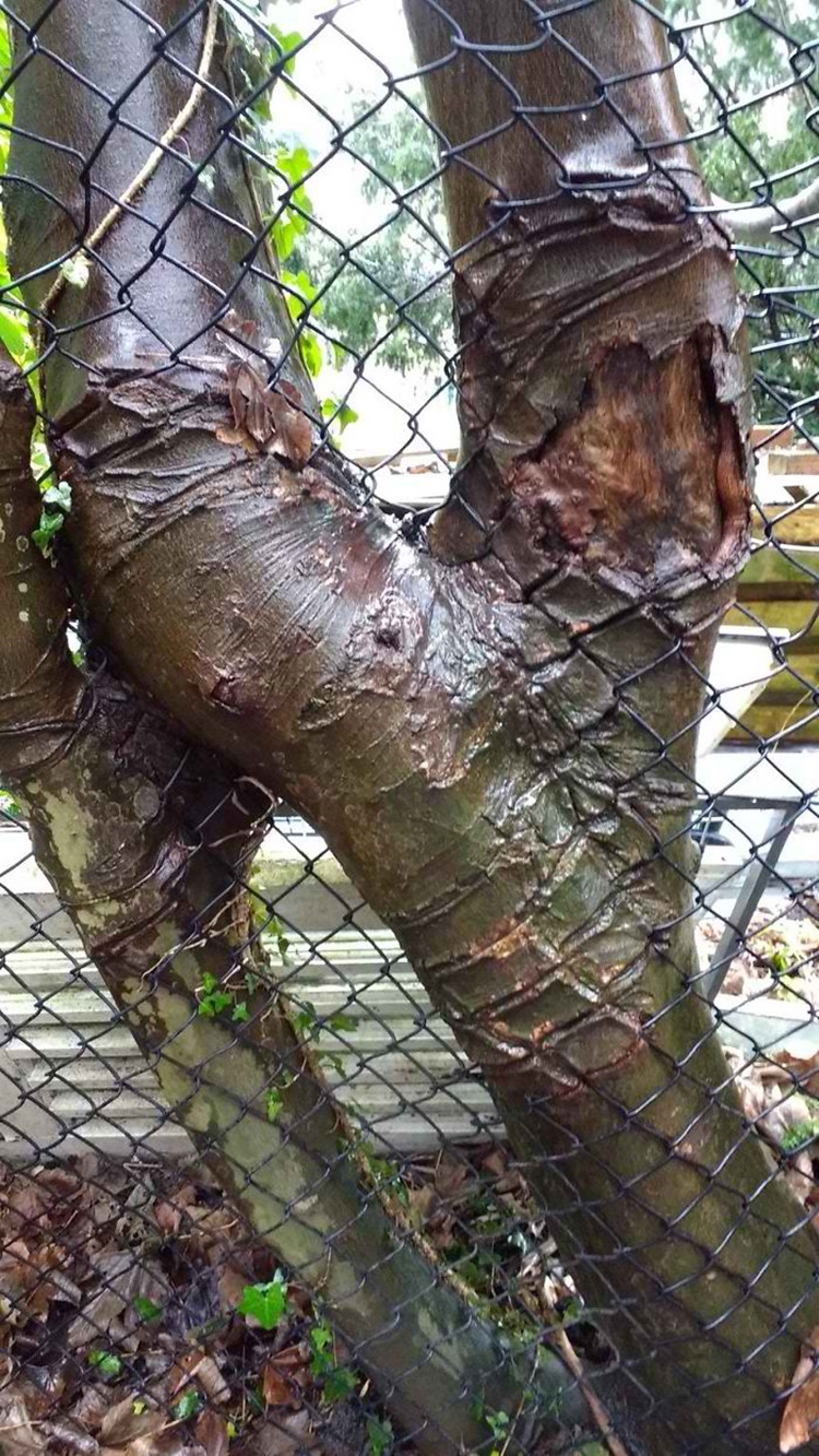 Trees