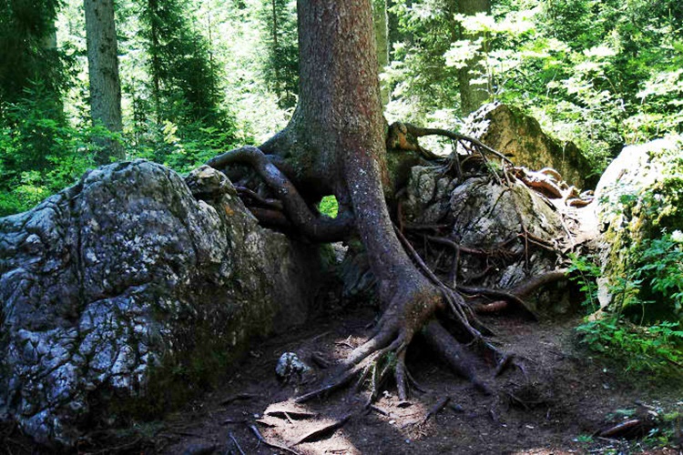 Trees