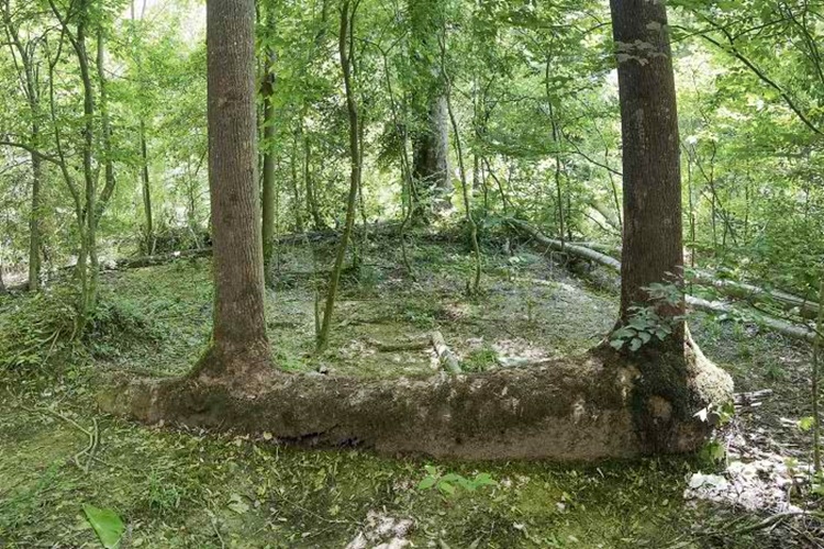 Trees