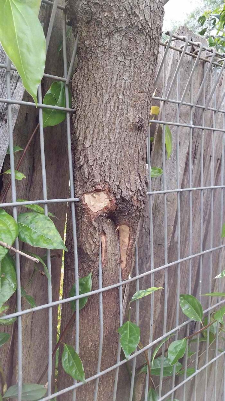 Trees