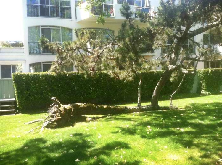 Trees