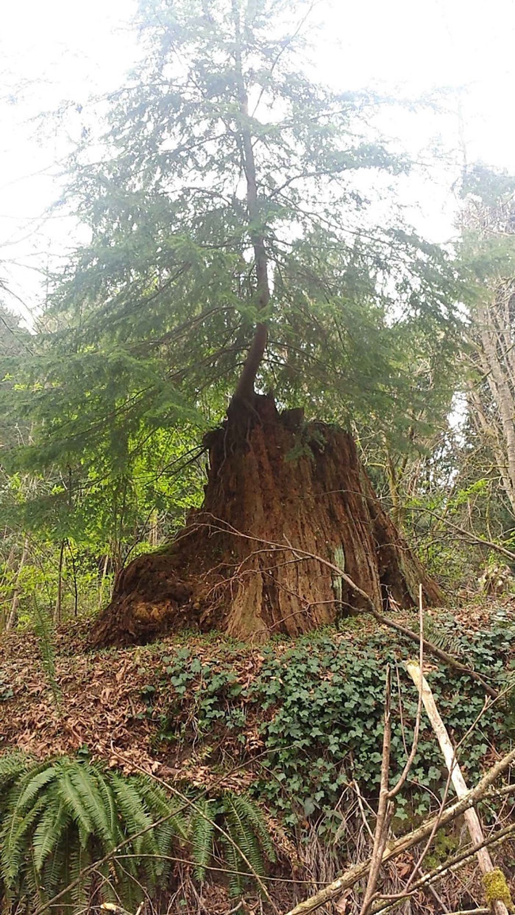 Trees