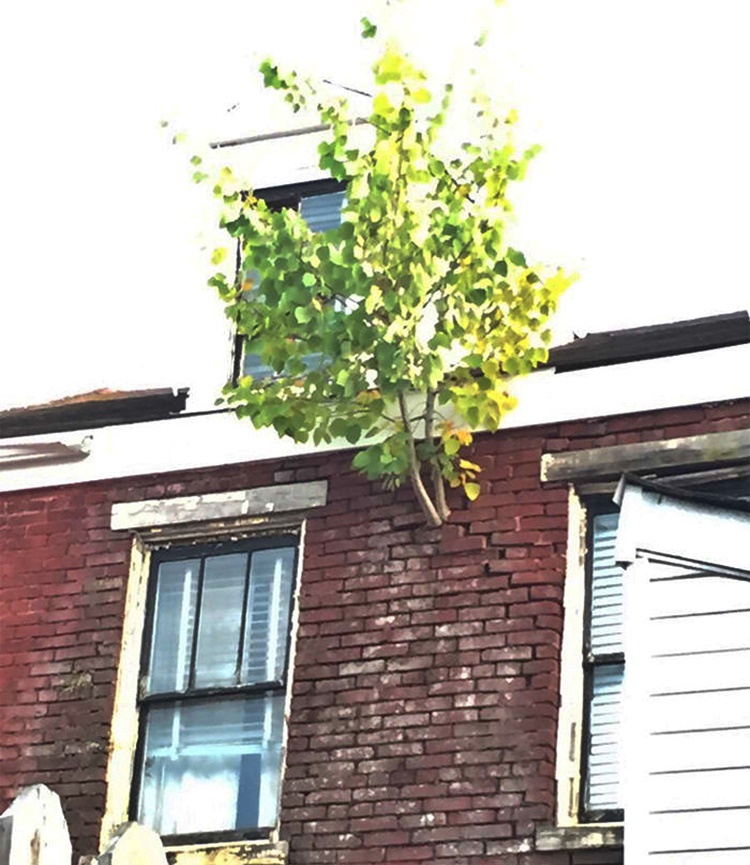 Trees
