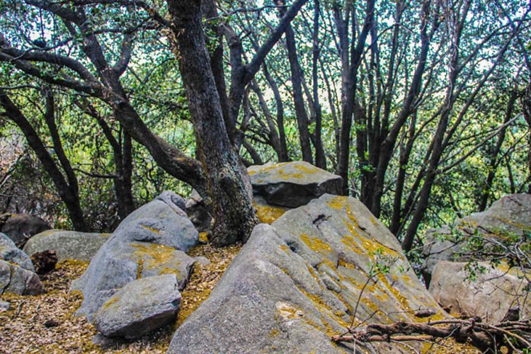 Trees
