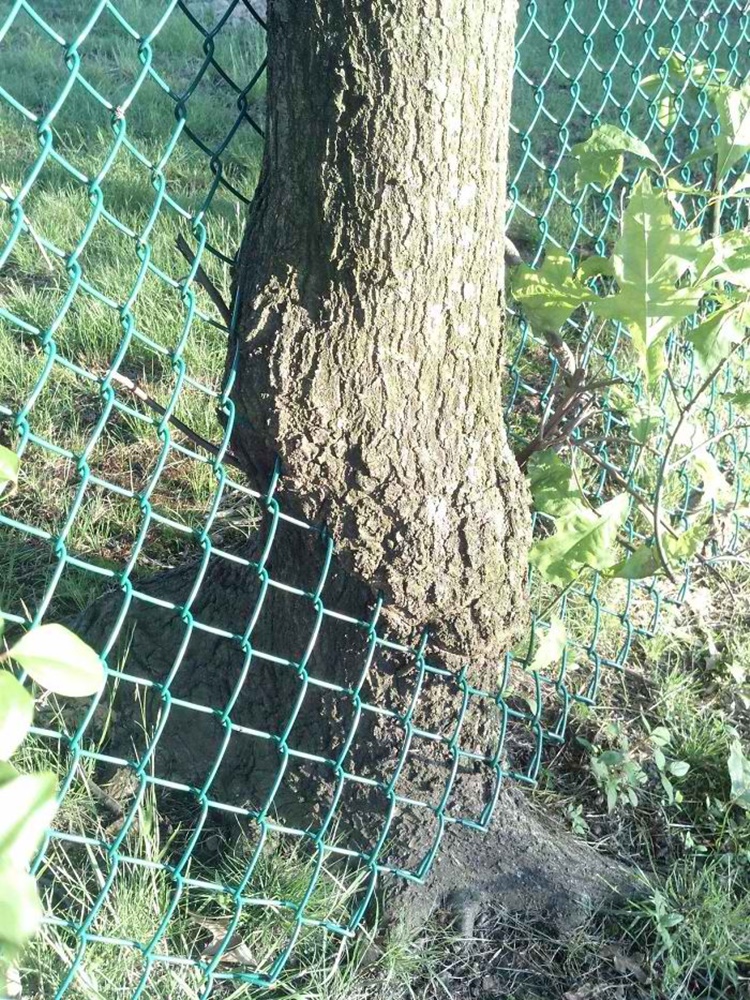Trees