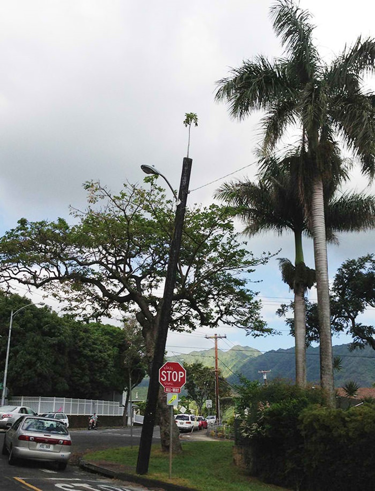 Trees