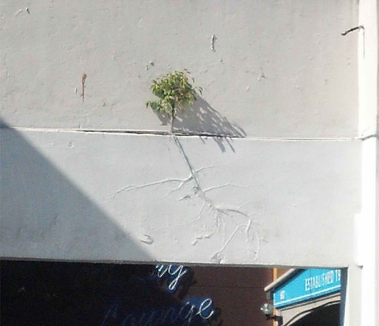 Trees
