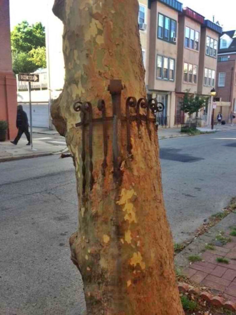 Trees