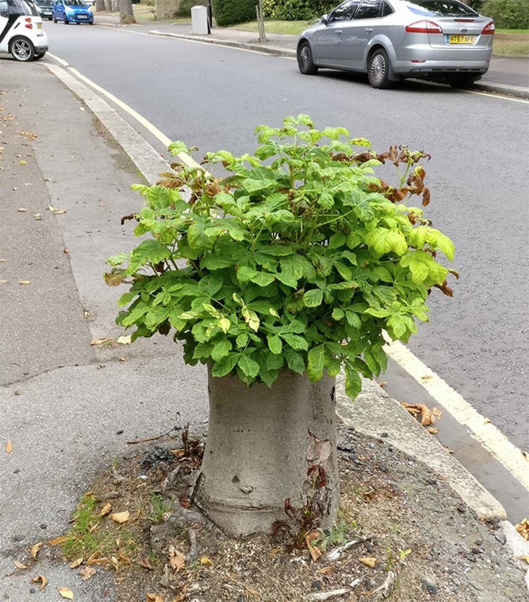Trees
