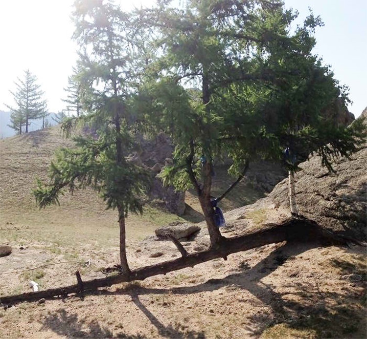 Trees