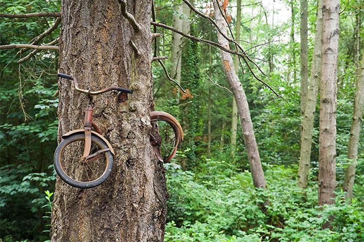 Trees