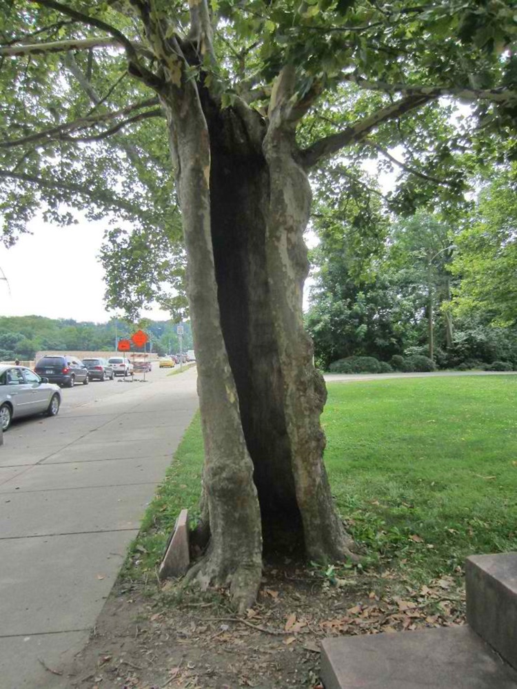 Trees