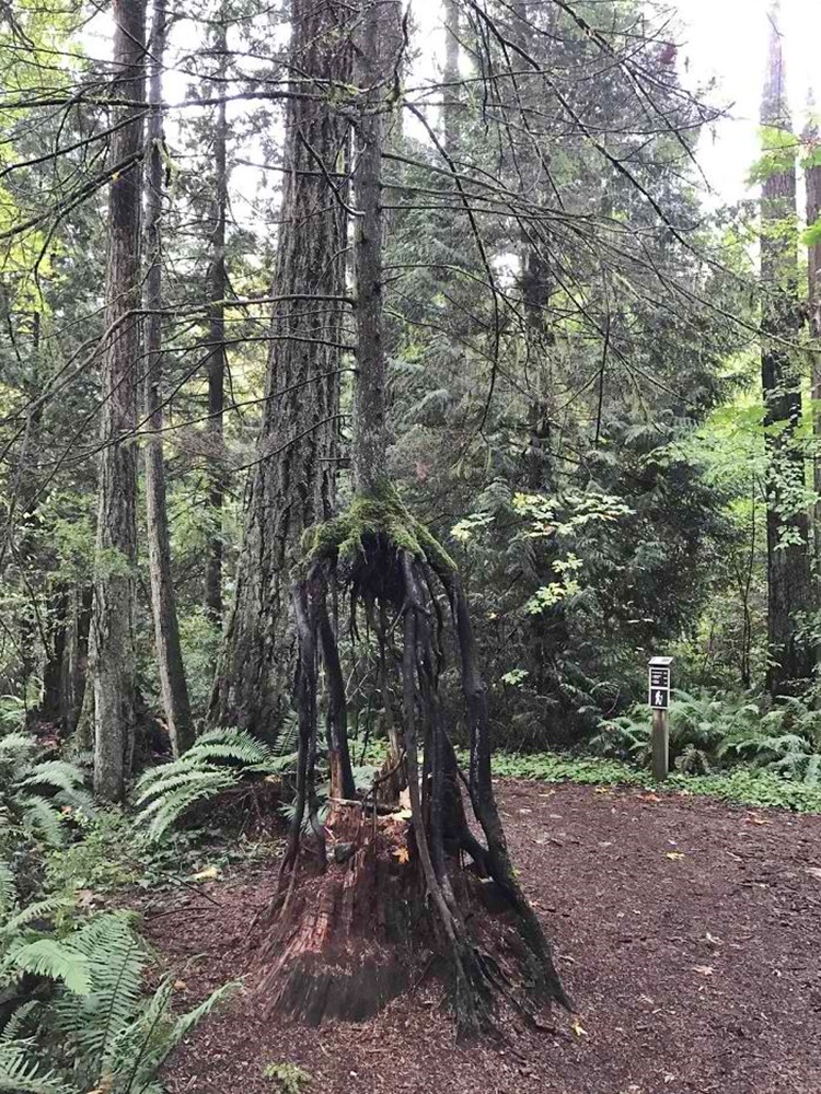 Trees