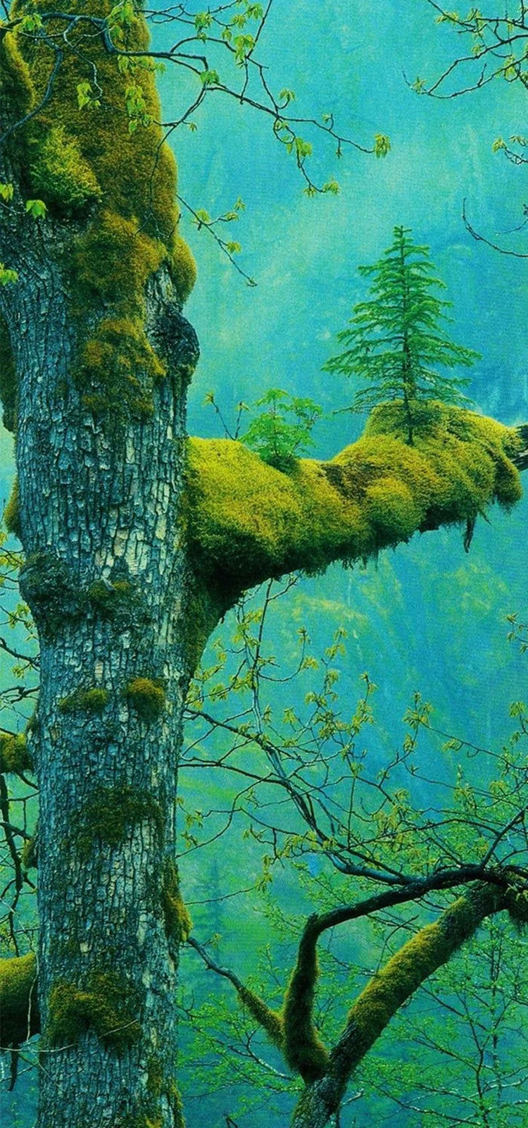 Trees