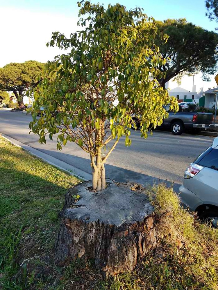 Trees