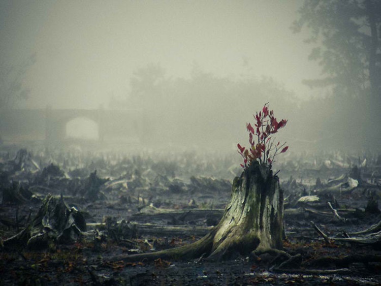 Trees