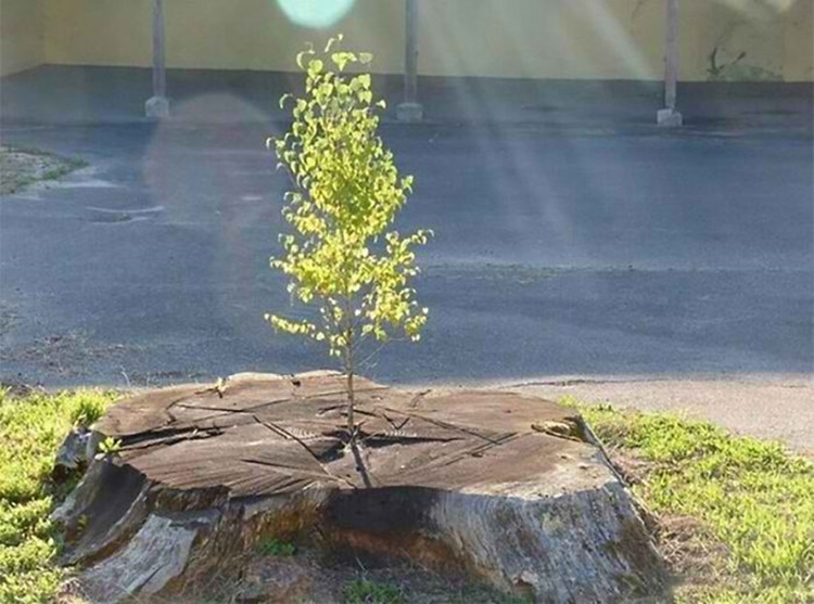 Trees