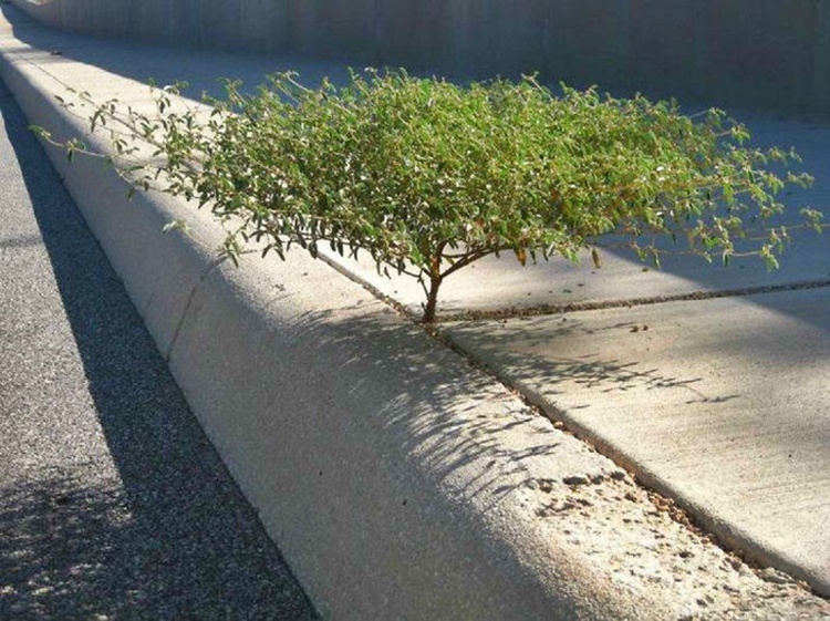 Trees