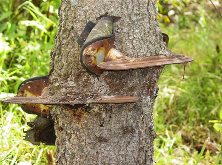 Trees
