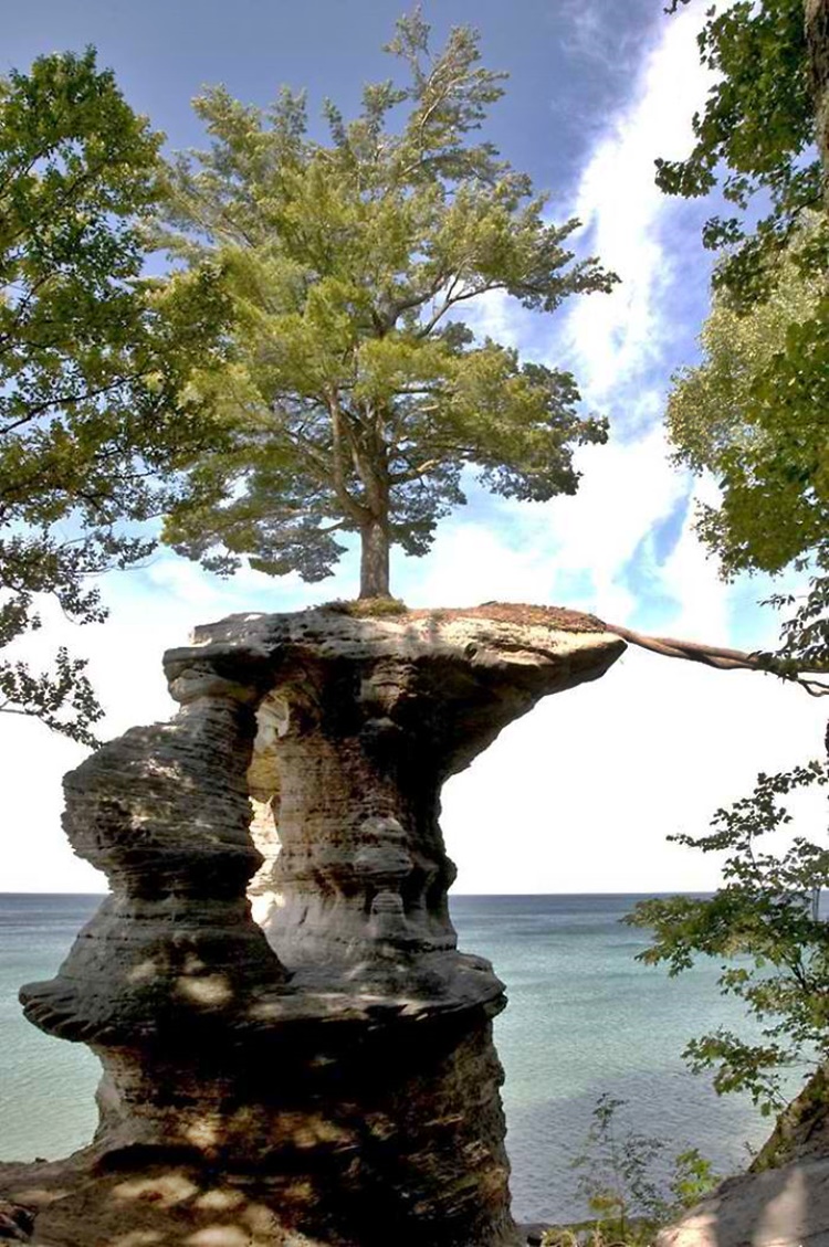 Trees