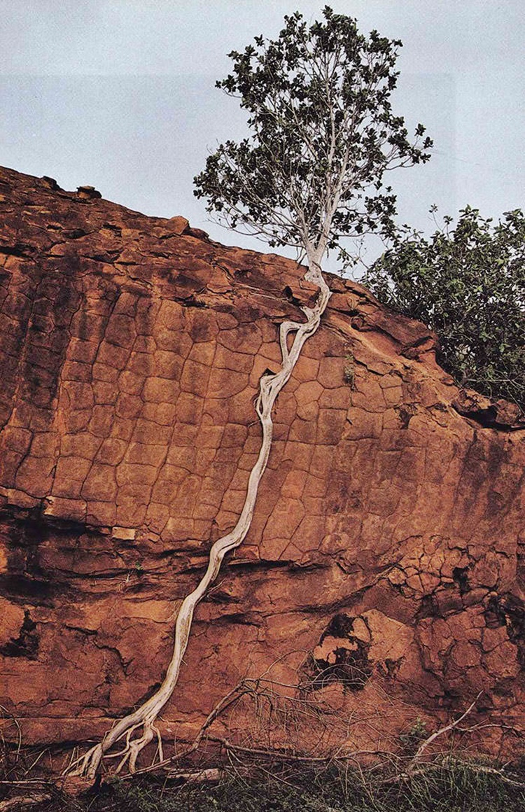 Trees