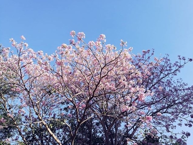 Beautiful Cherry Blossoms Now Available In The Philippines